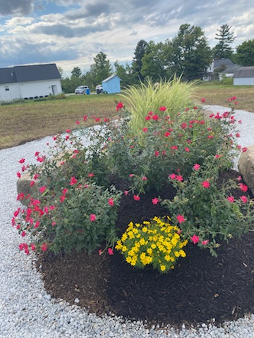 A collection of pink and yellow flowers surrounded by gravel