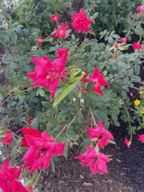 bright pink flowers in bushy display