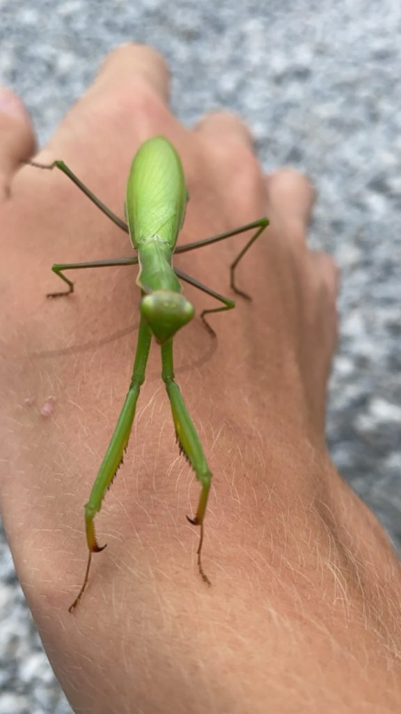 praying mantis sitting on someone's hand